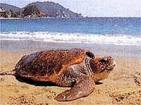 うみがめ博物館